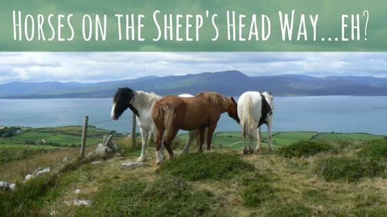 There are actually horses on the Sheep's Head Way