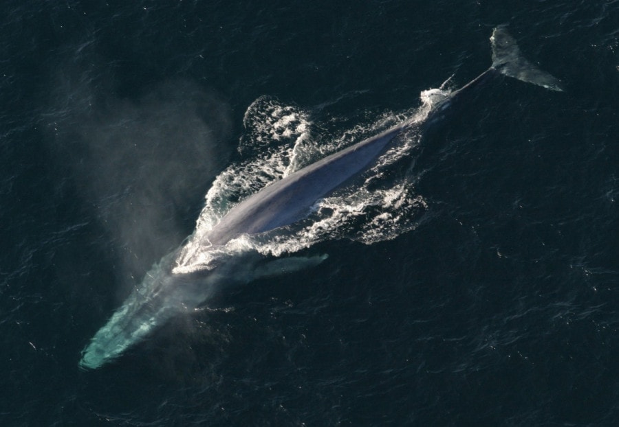 fin whale ireland
