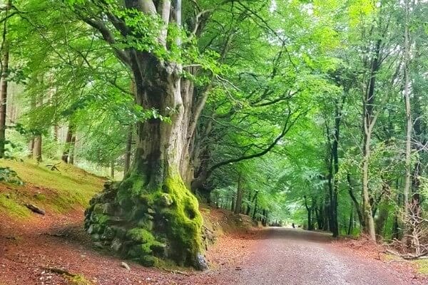 Wicklow Hiking Guides with Hillwalk Tours