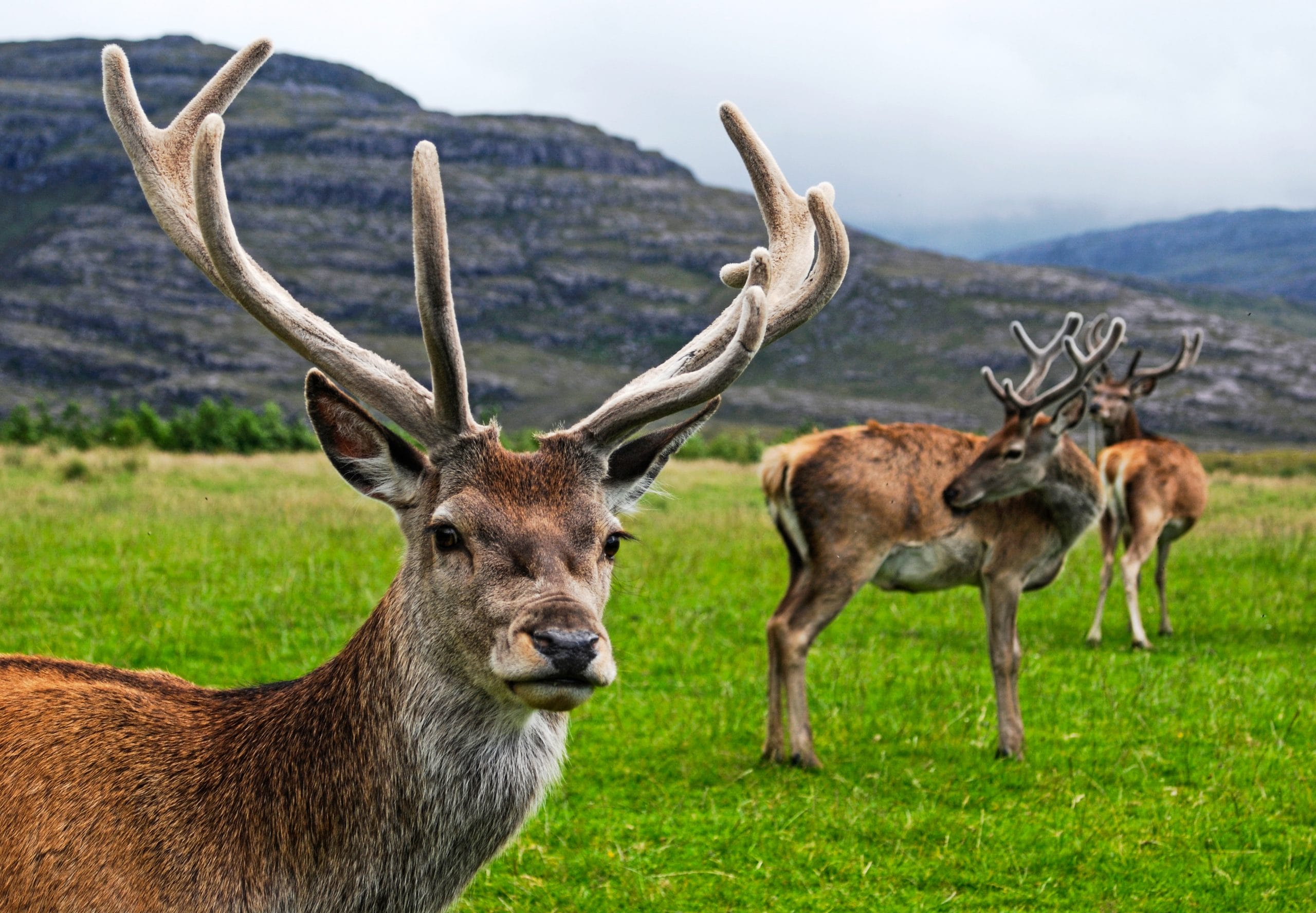 Red Deer Stag in the wild of Scotland