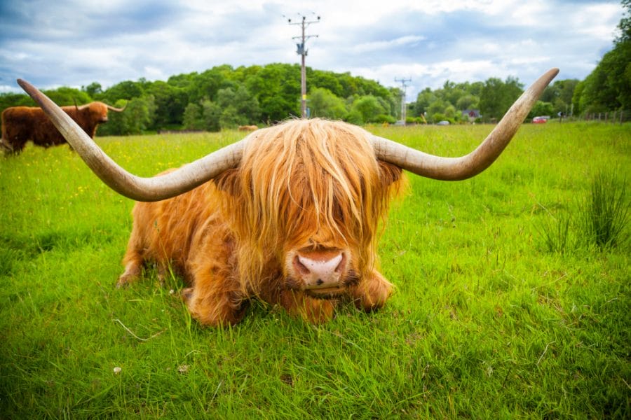 All You Need To Know About Highland Cattle - Hillwalk Tours Self