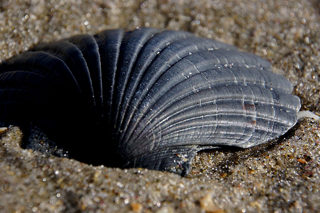 Example of a Scallop Shell