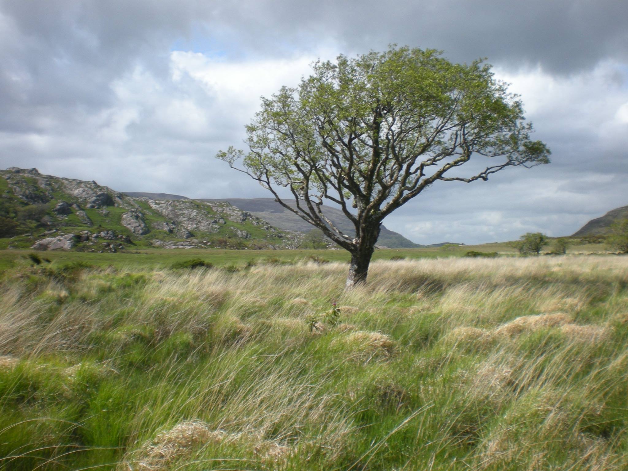 Pictures of Ireland Countryside - The Kerry Way - The Lone Tree