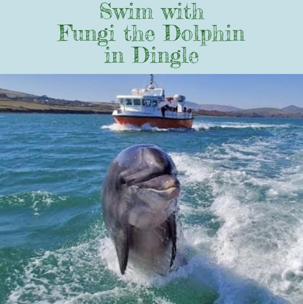 Fungi, Dingle's resident dolphin