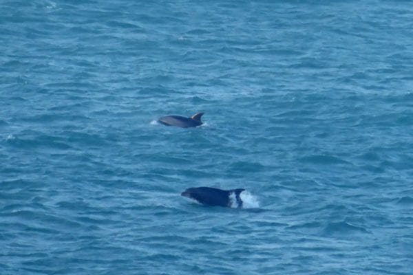 Dolphins in the Atlantic Ocean