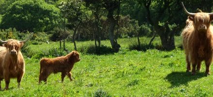 Schottische Hochland Rinder