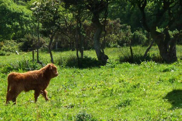 Schottische Hochland Rinder