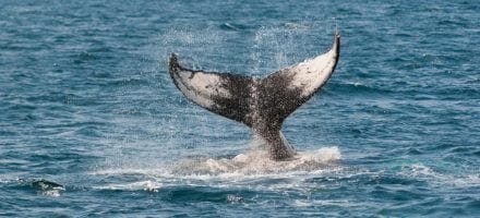 Baleines et dauphins en Irlande