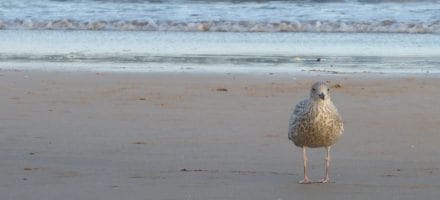 Bird PCP Hillwalk Tours Ltd.