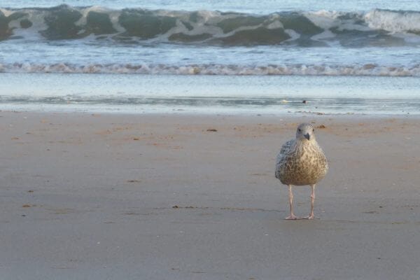 Bird PCP Hillwalk Tours Ltd.