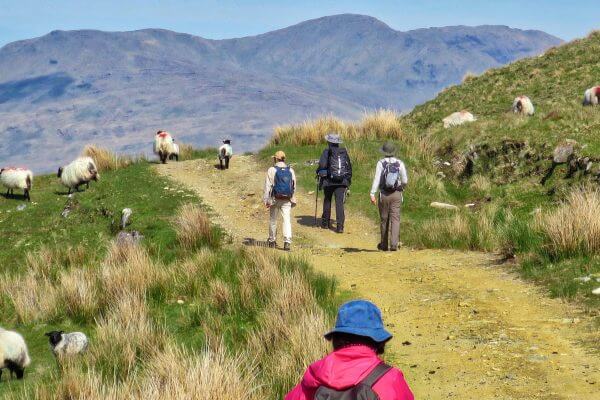Meeting the locals in Connemara Hillwalk Tours