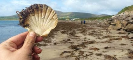 Jakobsmuschel auf dem Dingle Way