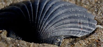Example of a Scallop Shell