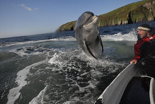 Fungie the dolphin jumping beside a boat