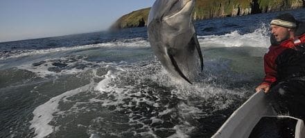 Fungie the dolphin jumping beside a boat