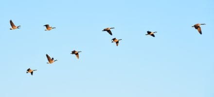 Animal Migration - Geese