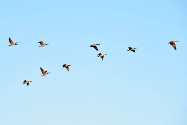 Animal Migration - Geese