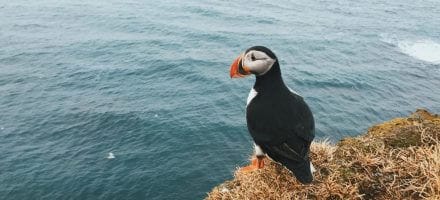 Observer la faune en Irlande