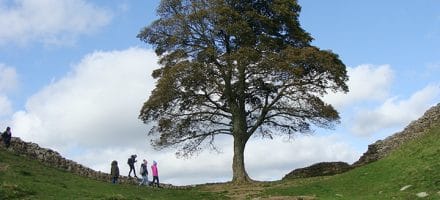 Sycamore Gap