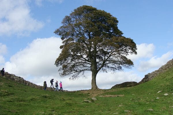 Sycamore Gap