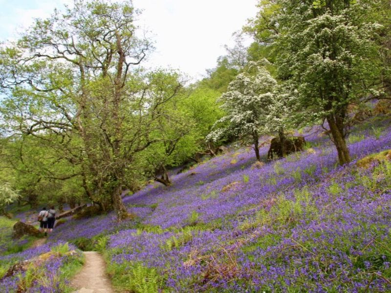 Blühende Blauglöckchen