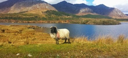Visiter le Connemara