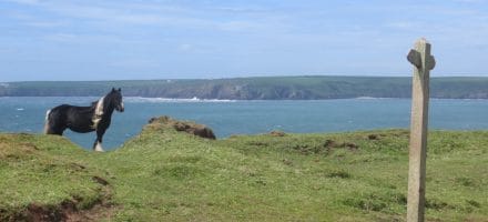 Wild Pony, Castles Bay PCP Hillwalk Tours Ltd.