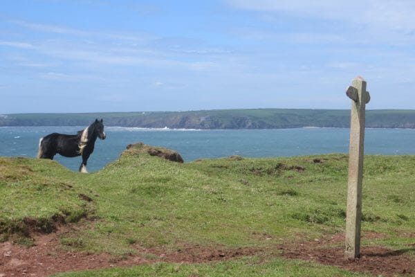 Wild Pony, Castles Bay PCP Hillwalk Tours Ltd.