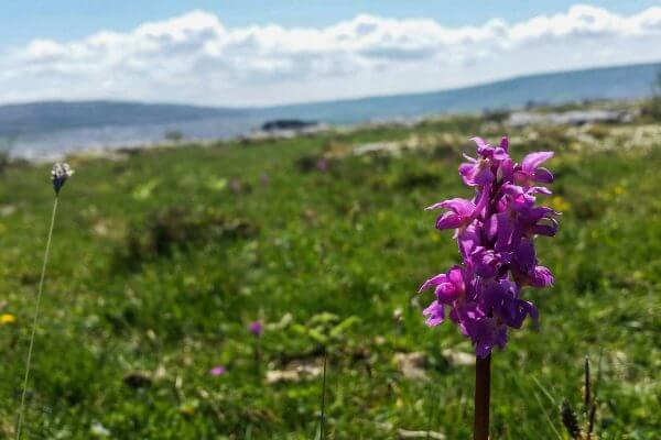burren-way-flower-hillwalk-tours