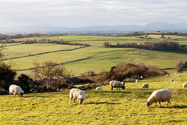 Connemara Sheep Copyright Nicholas Grundy Galway