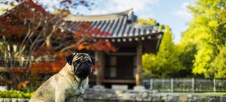 coolste huisdieren op reis