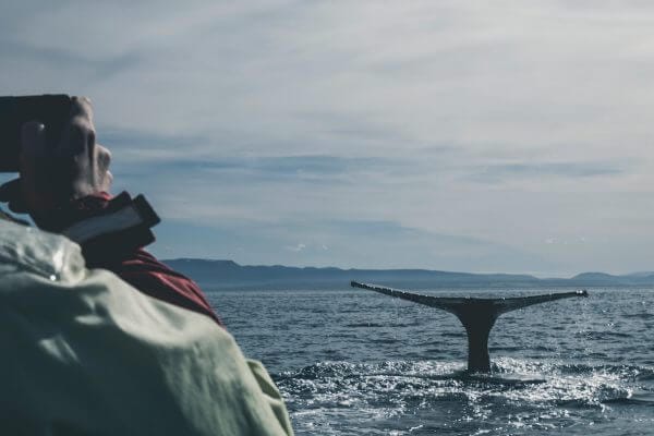ierland walvissen spotten walvissen kijken in Europa