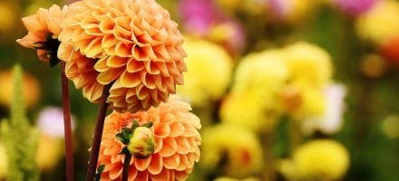 les plus beaux jardins d’Irlande