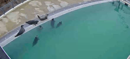 live dieren kijken webcam dieren zeehonden