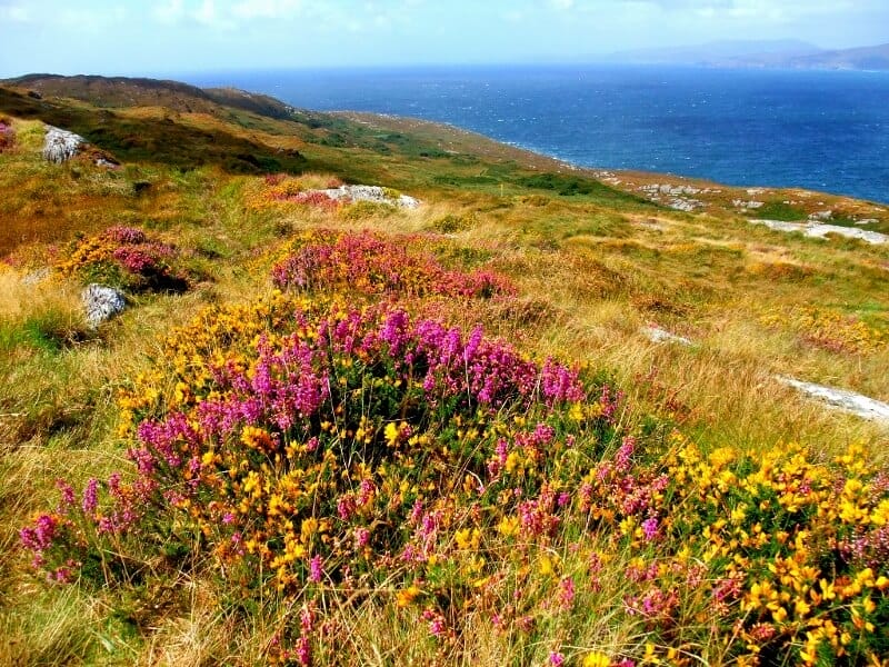 The Sheep's Head Way has unique gardens with sea views