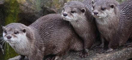 Otters - part of the wildlife in Ireland