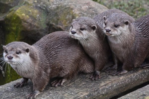 Otters - part of the wildlife in Ireland