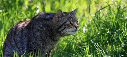 A Scottish wildcat - Hunting wildlife in Scotland