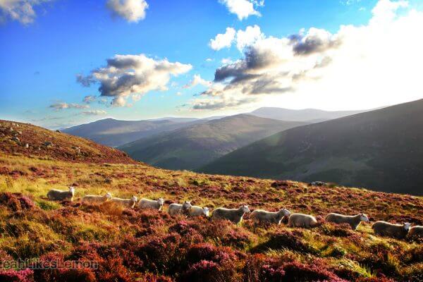 wandelfoto's mooie plekken in ierland mooie beelden wandeltochten wicklow mountains