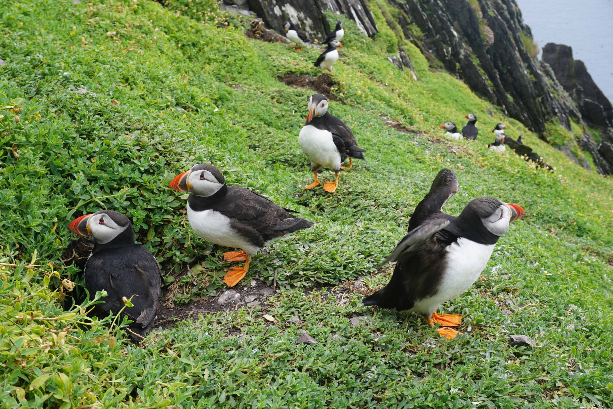 Majestic puffins of Skellig Michael