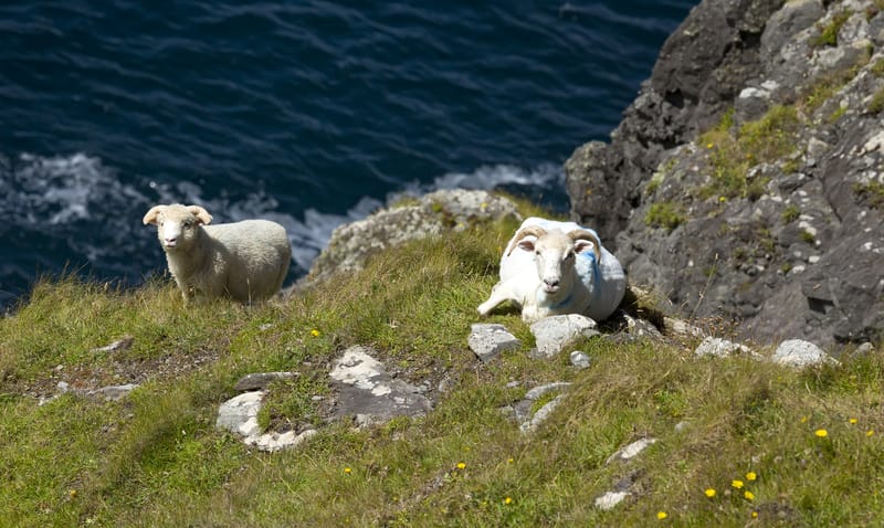 Mountain Goats, Dingle, Ireland