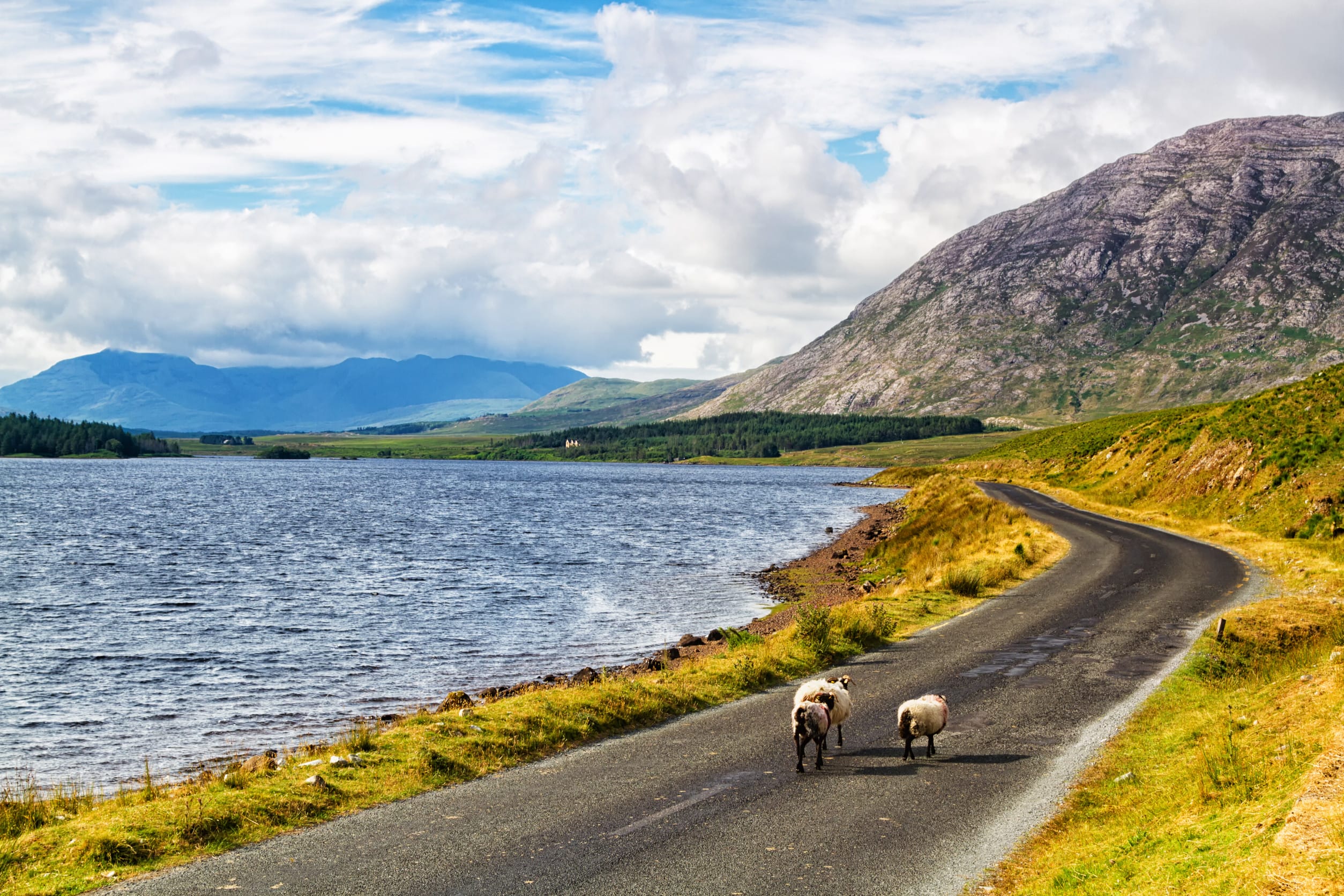 Sheep on road at Lough Inagh, Connemara