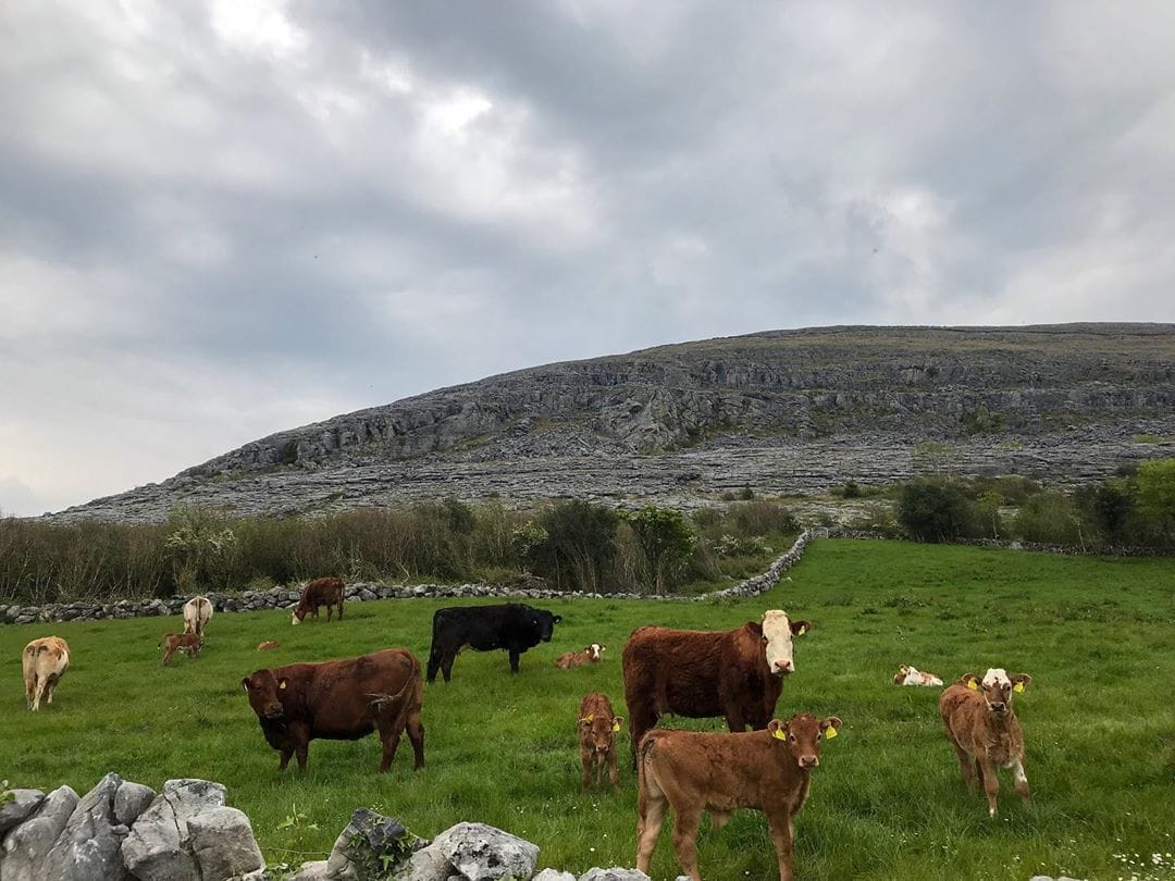 2019 5 19 rufushegeman@bu (1)