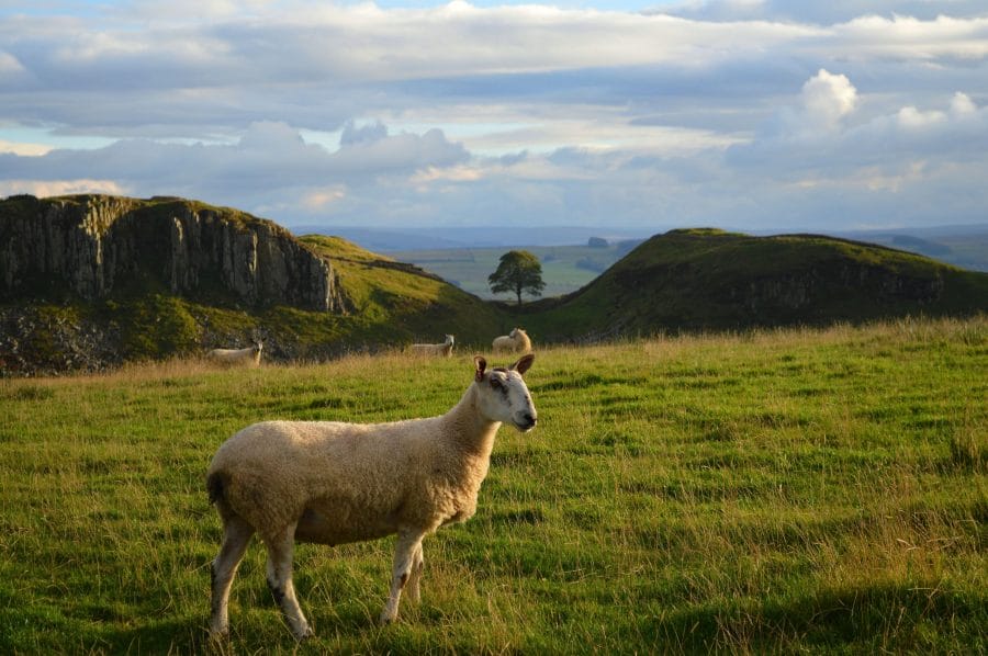 Sheep along the Hadrian's Wall Path