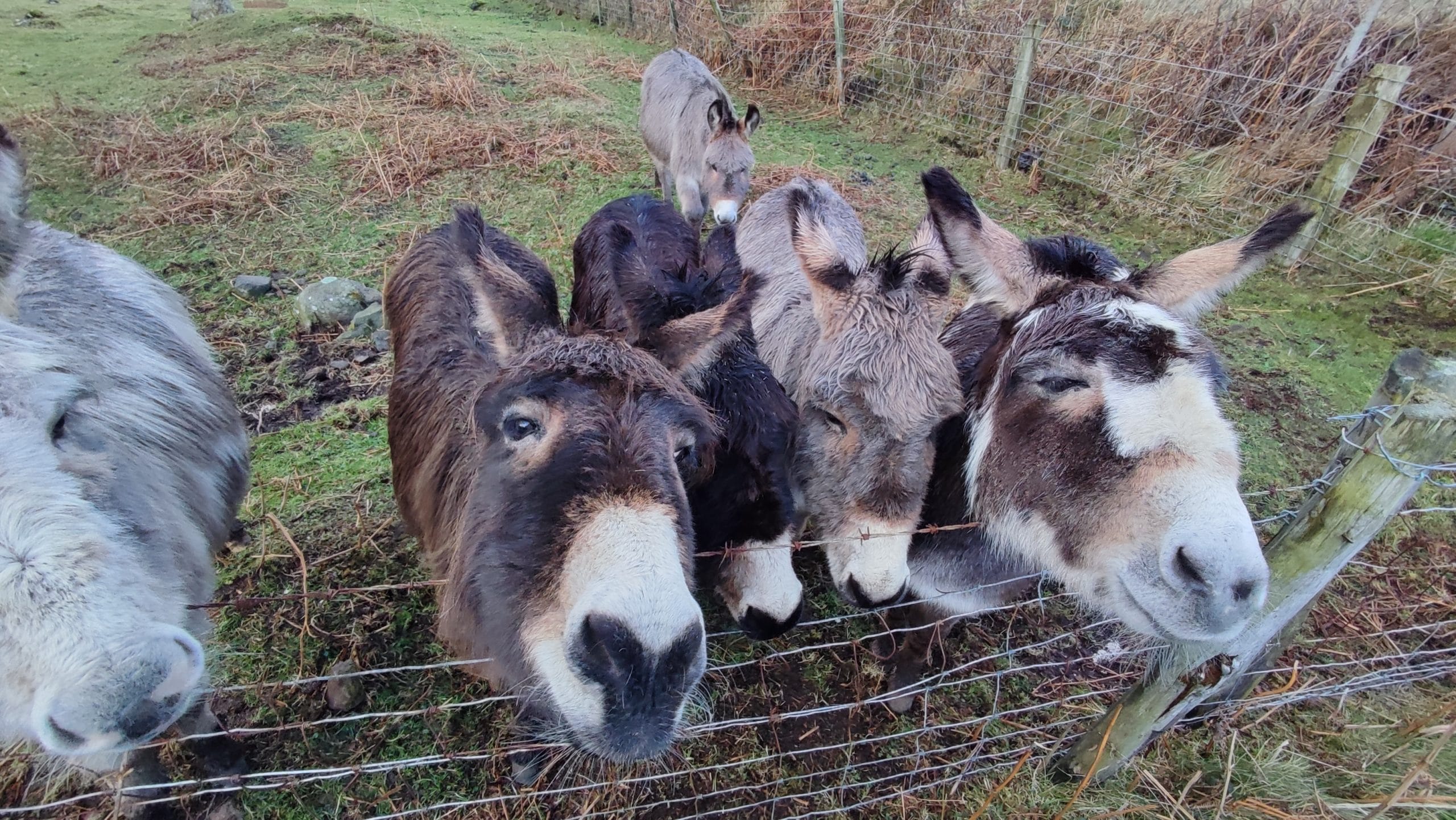antrim donkeys