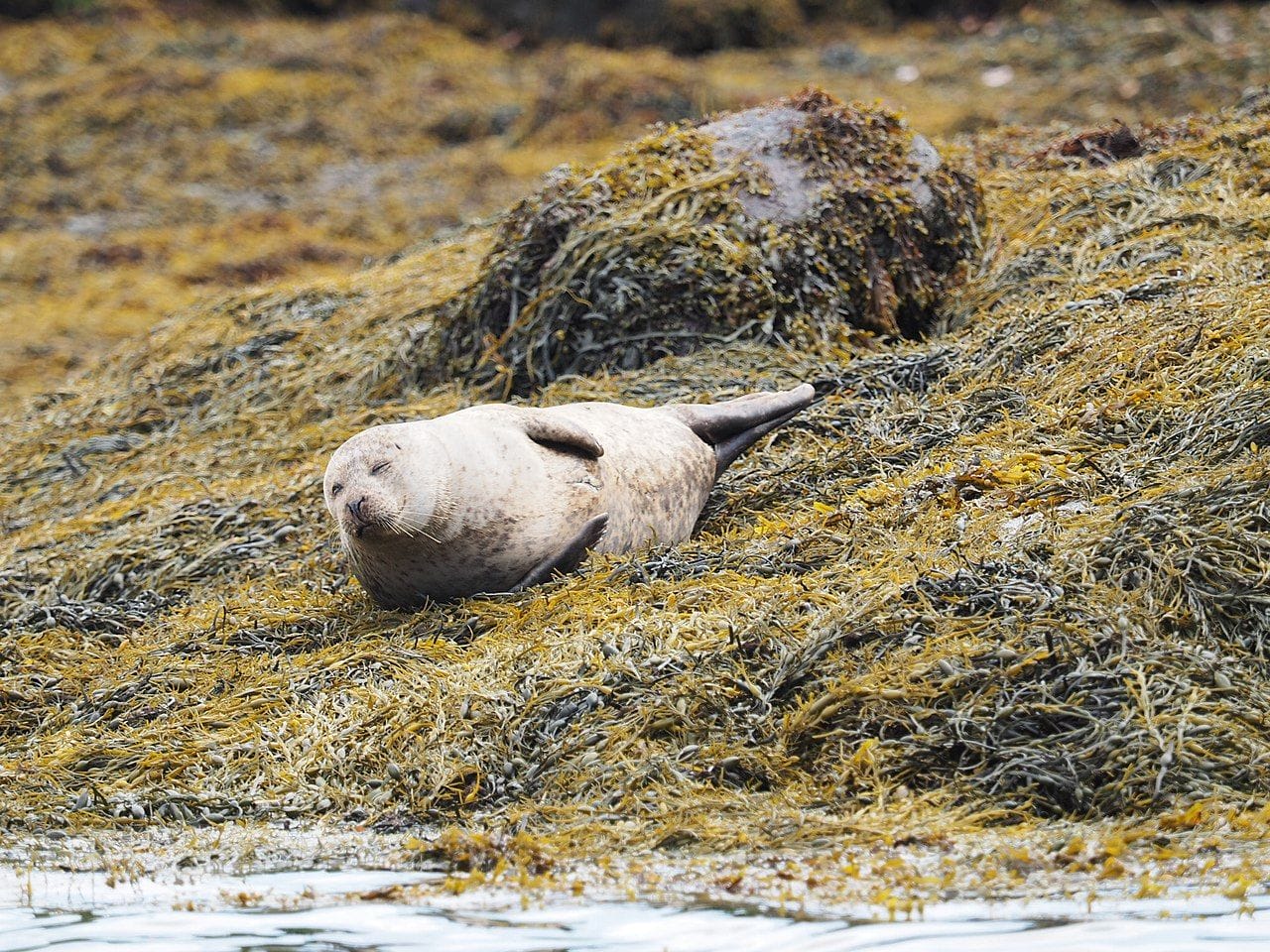 Seal in Glengarriff by Nicholas Fischer