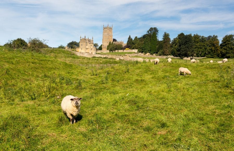 st james church seen across meadow with sheep in old cotswold town of chipping campden