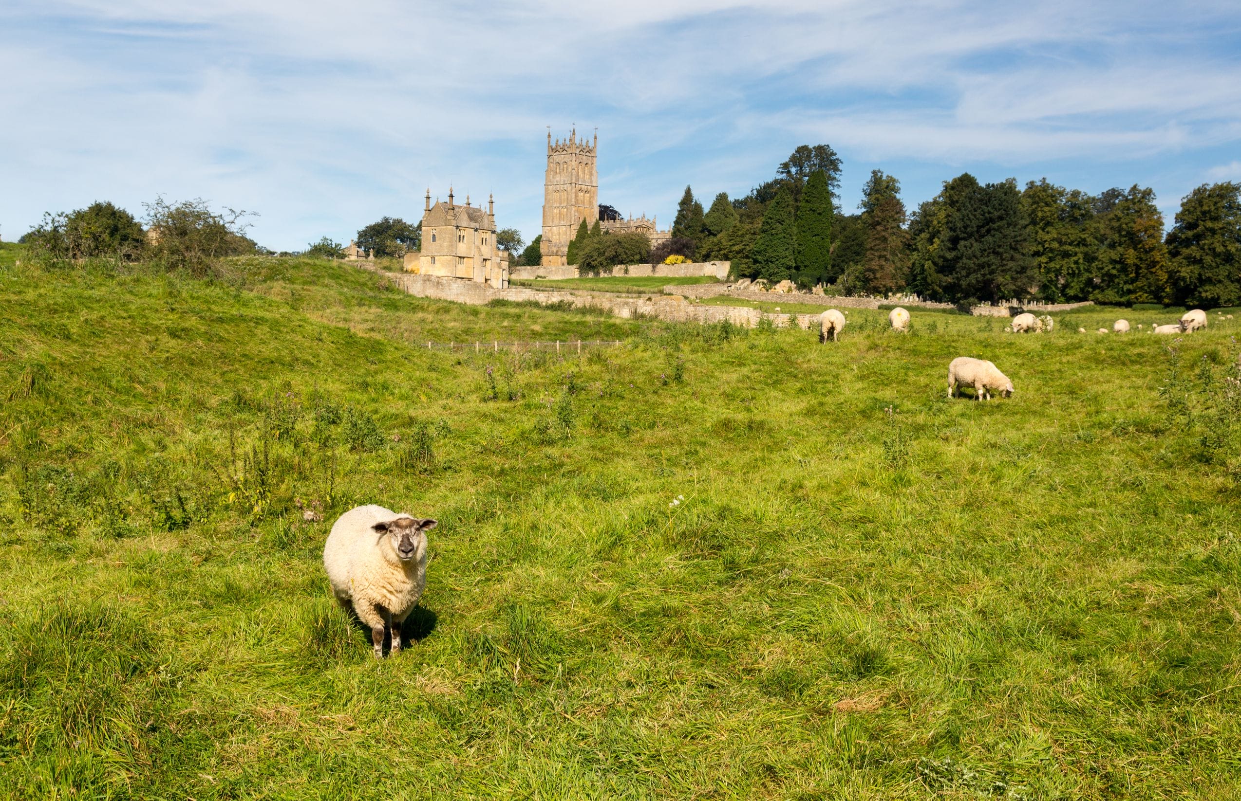 st james church seen across meadow with sheep in old cotswold town of chipping campden