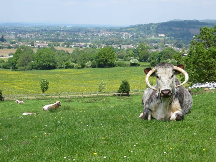 cow above woodside farm on the Cotswold Way