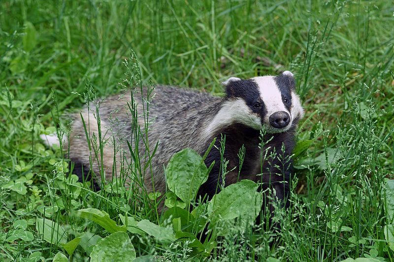 Badgers on the Cotswolds Way